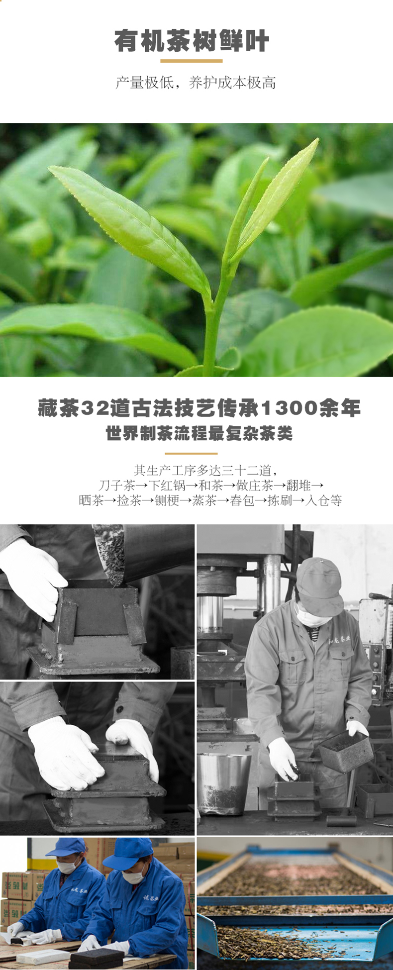 头条茶品 4